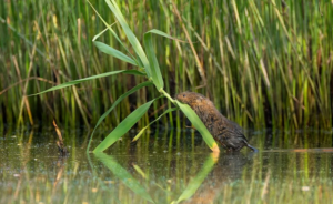 Avrupa Birliği Adalet Divanı’ndan Portekiz’e çevre cezası