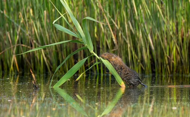 Avrupa Birliği Adalet Divanı’ndan Portekiz’e çevre cezası