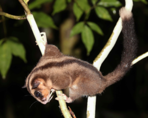 Doğada büyük sürpriz: Binlerce yıldır yok olduğu sanılan keseliler yaşıyor