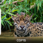 Göçmen türler için Küresel Koruma Ağı neyi amaçlıyor?