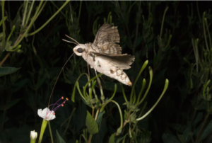 Hava kirliliği böceklerin tozlaşma ve çiftleşme davranışlarını etkiliyor