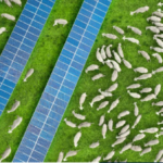 IRENA: Güneş enerjisi projeleri tarım ve ekosistem için çok yönlü fayda sağlayabilir