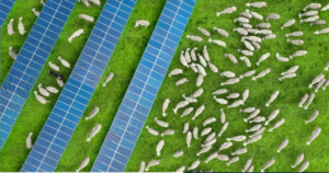 IRENA: Güneş enerjisi projeleri tarım ve ekosistem için çok yönlü fayda sağlayabilir