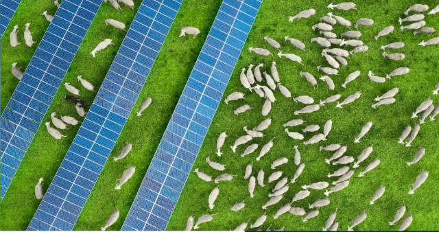 IRENA: Güneş enerjisi projeleri tarım ve ekosistem için çok yönlü fayda sağlayabilir