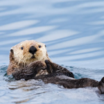 İngiltere’nin banknotlarında tarihi figürler yerini doğaya bırakıyor