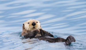 İngiltere’nin banknotlarında tarihi figürler yerini doğaya bırakıyor