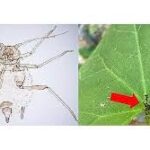 Kazdağları’nda yeni bir böcek türü keşfedildi