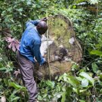 Kongo göllerinden yükselen 3.000 yıllık karbon