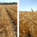 ETİ’den kurak iklim koşullarına dayanıklı yerli buğday çeşidi: “Kanatlı Buğdayı”