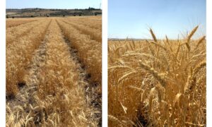 ETİ’den kurak iklim koşullarına dayanıklı yerli buğday çeşidi: “Kanatlı Buğdayı”