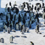 Antarktika’nın simgesi olan iki tür “Tehlike Altında’’ listesine girdi