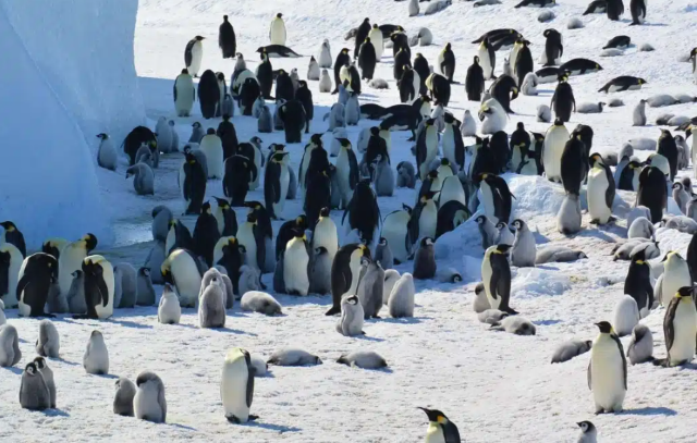 Antarktika’nın simgesi olan iki tür “Tehlike Altında’’ listesine girdi