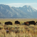 Avrupa’da bizonların geri dönüşü doğayı ve iklimi yeniden canlandırıyor