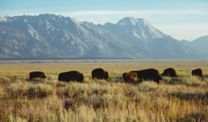 Avrupa’da bizonların geri dönüşü doğayı ve iklimi yeniden canlandırıyor