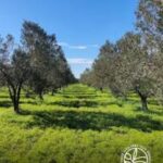 Çanakkale Ezine’de zeytinlik alanlarda yeşil gübreleme projesi