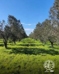 Çanakkale Ezine’de zeytinlik alanlarda yeşil gübreleme projesi