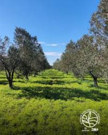 Çanakkale Ezine’de zeytinlik alanlarda yeşil gübreleme projesi