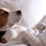 Hasta evcil hayvan bakımına ilişkin İtalya’dan emsal karar