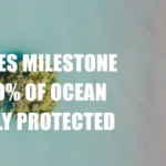 Okyanusların yüzde 10’u artık koruma altında
