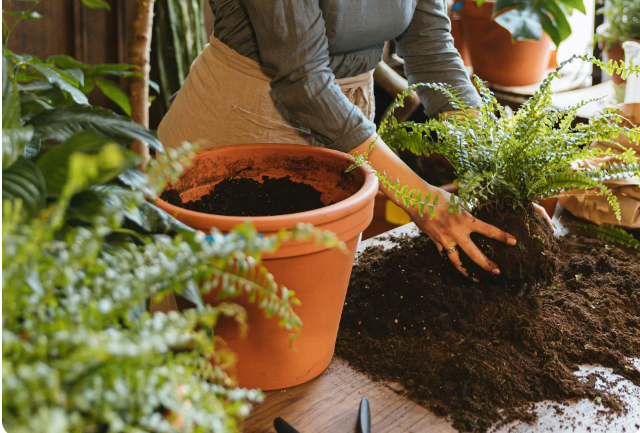 Yeşil çay atığından çevreci toprak alternatifi