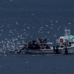 Yunanistan yasa dışı balıkçılığa karşı dijital bir platformu hayata geçirdi