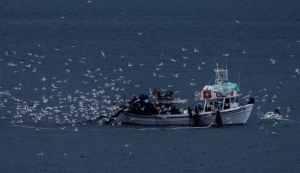 Yunanistan yasa dışı balıkçılığa karşı dijital bir platformu hayata geçirdi