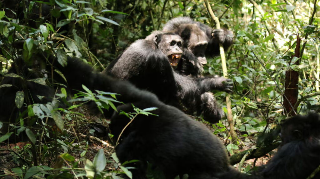 Şempanzelerde şok eden bölünme: Eski dostlar ölümcül saldırılara girişti