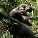 Şempanzelerde şok eden bölünme: Eski dostlar ölümcül saldırılara girişti