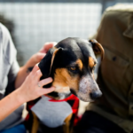 Laboratuvar deneylerinden kurtarılan 1.500 beagle yeni yuvalarına hazırlanıyor