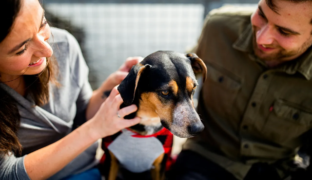 Laboratuvar deneylerinden kurtarılan 1.500 beagle yeni yuvalarına hazırlanıyor