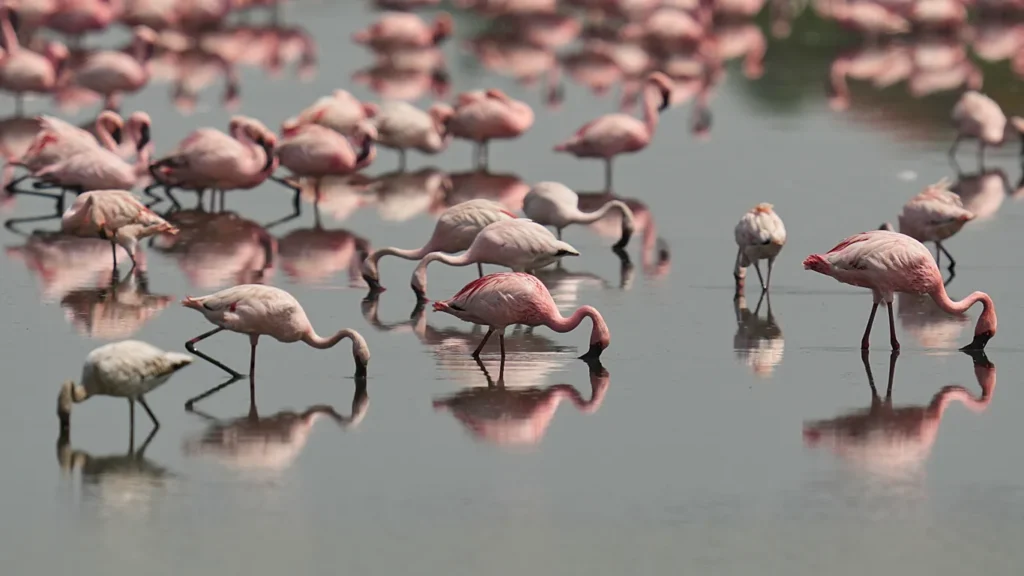 Sulak alan restorasyonuyla pembe flamingoların yeni cenneti Venedik oldu