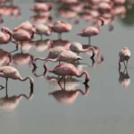 Sulak alan restorasyonuyla pembe flamingoların yeni cenneti Venedik oldu