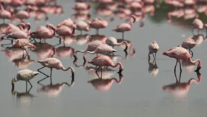 Sulak alan restorasyonuyla pembe flamingoların yeni cenneti Venedik oldu