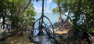 Güneydoğu Asya’nın mangrov ormanlarında umut veren dönüşüm