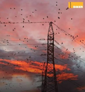 Kuşların göç yolunda elektrik çarpması tehdidi