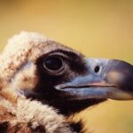 5 Eylül Uluslararası Akbaba Farkındalık Günü’nde WWF-Türkiye’den çağrı: