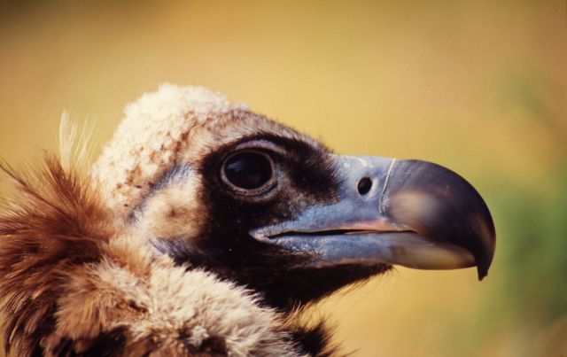 5 Eylül Uluslararası Akbaba Farkındalık Günü’nde WWF-Türkiye’den çağrı: