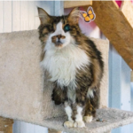 İzmir’de engelli kedi evi açıldı
