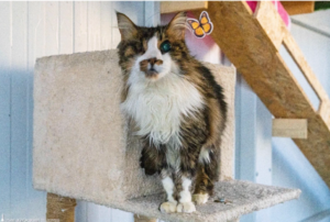 İzmir’de engelli kedi evi açıldı