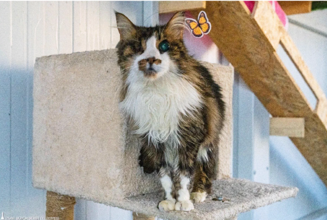 İzmir’de engelli kedi evi açıldı