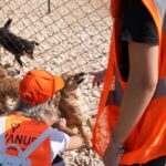 Borusan Pati Elçileri, bakımdan sahiplendirmeye kesintisiz destekle etki alanını büyütüyor