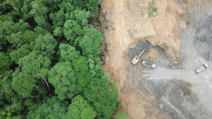COP17: Orman kaybı yüzde 15 azalırken akut açlık ikiye katlandı