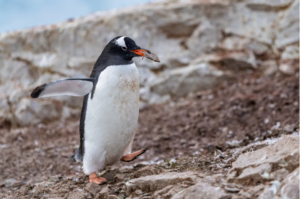 Bilim insanları 100 yıl sonra yeni bir penguen türü keşfetti